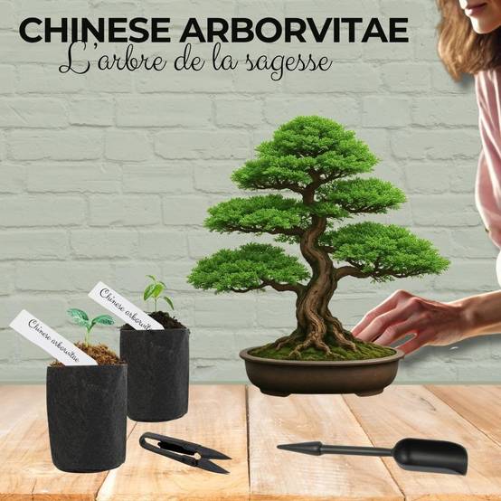 Lot de graines de bonsaï uniques à haut taux de germination - Pour votre propre arbre de bonsaï (1 x cèdre de l'Himalaya Lot de graines de bonsaï uniques à haut taux de germination - Pour votre propre arbre de bonsaï (1 x cèdre de l'Himalaya