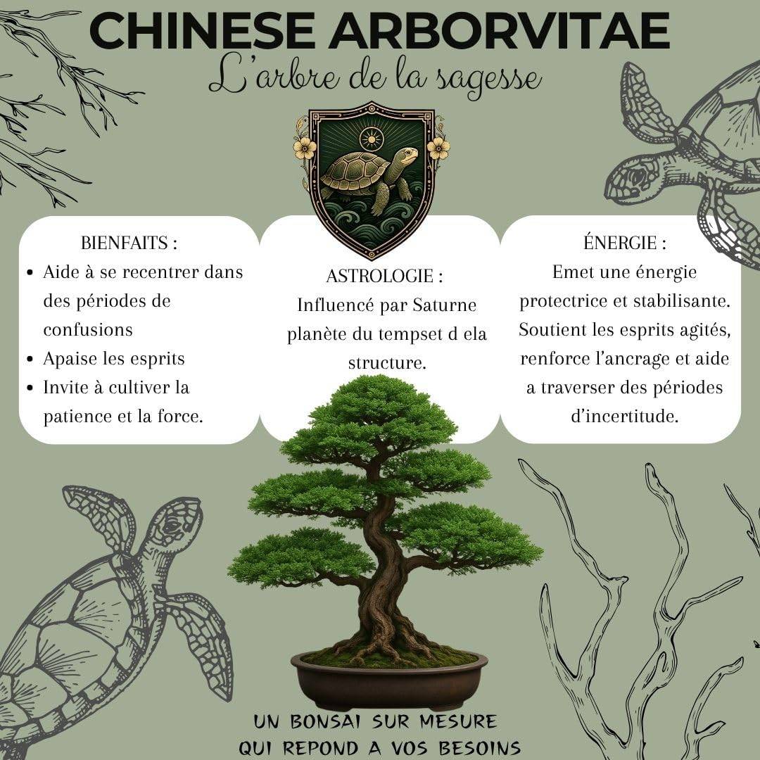 CULTIVEA Kit First Bonsai Arborvitae- Kit de premire culture de Bonsa   Prt  Pousser avec Graines & Accessoires - Gamm vert