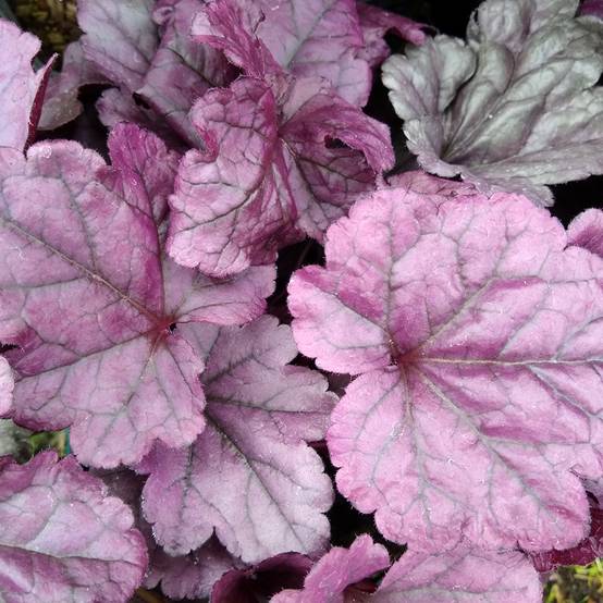Promesse de Fleurs - Heuchère - Heuchera Wildberry Godet de 8/9 cm