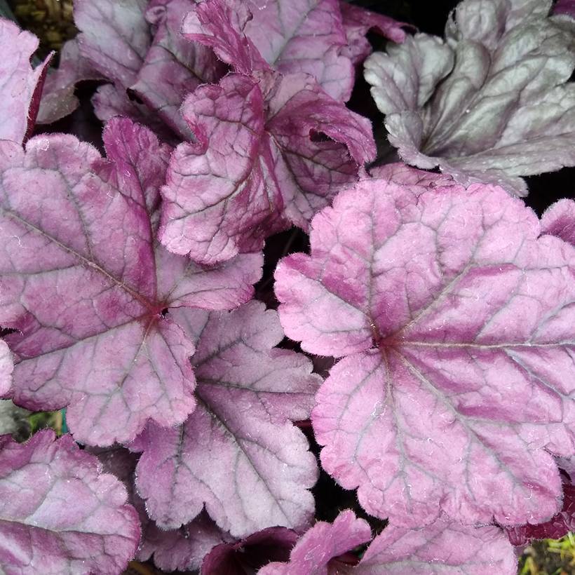 Promesse de Fleurs - Heuchère - Heuchera Wildberry Godet de 8/9 cm