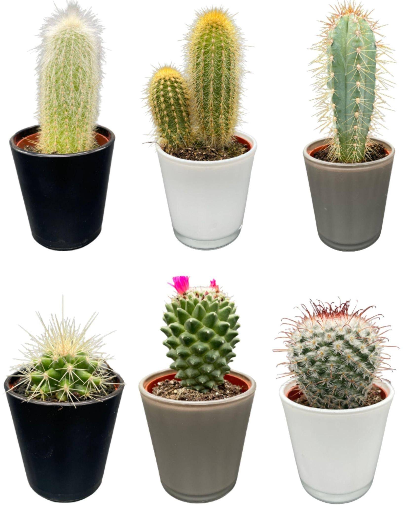 Ensemble Cactus Modernes - 6 Variétés- La Green Touch