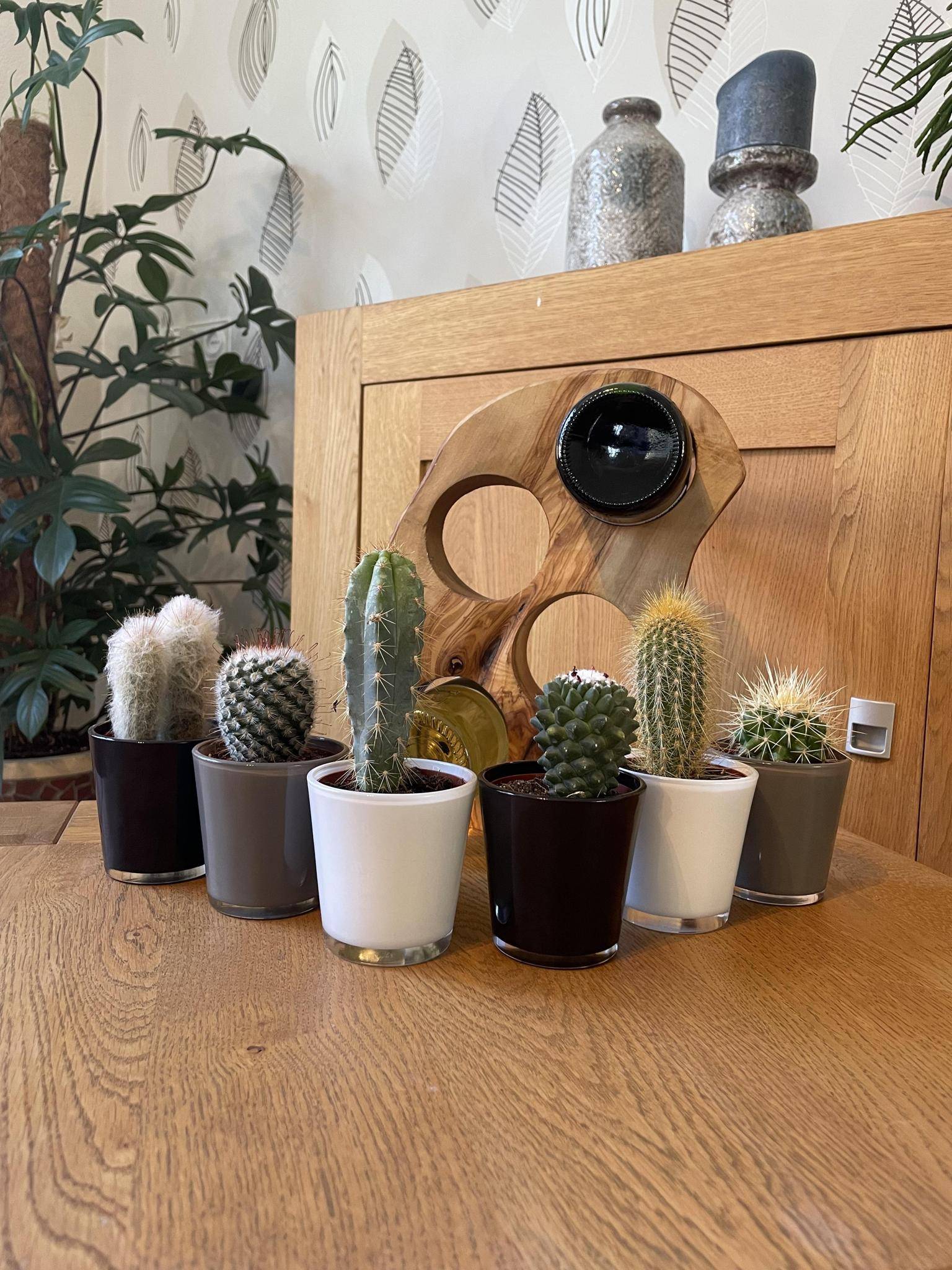 Ensemble Cactus Modernes - 6 Variétés- La Green Touch - Image 2