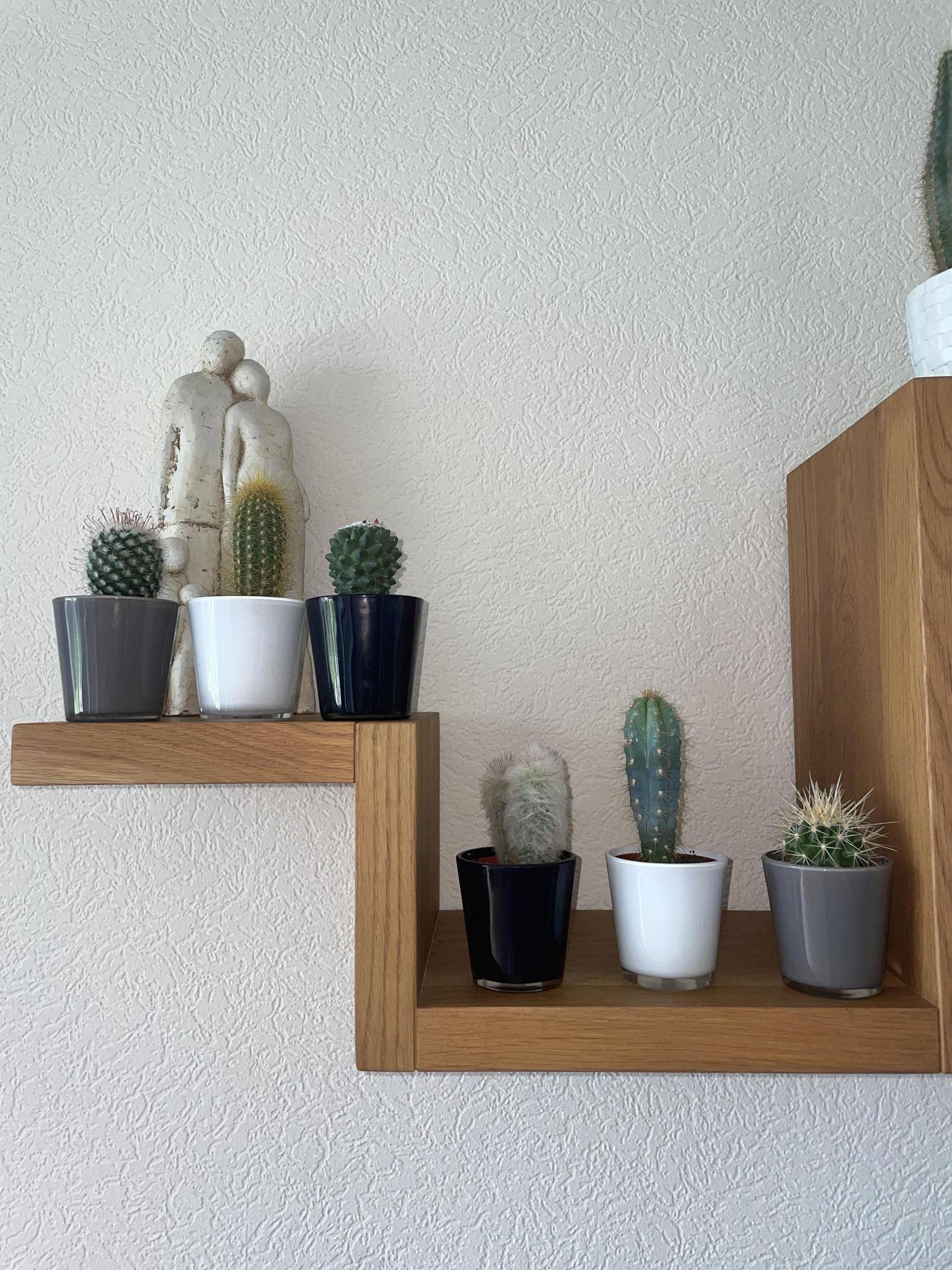 Ensemble Cactus Modernes - 6 Variétés- La Green Touch - Image 3