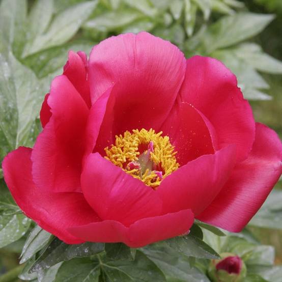 Promesse de Fleurs - Pivoine Blaze Pot de 3L/4L