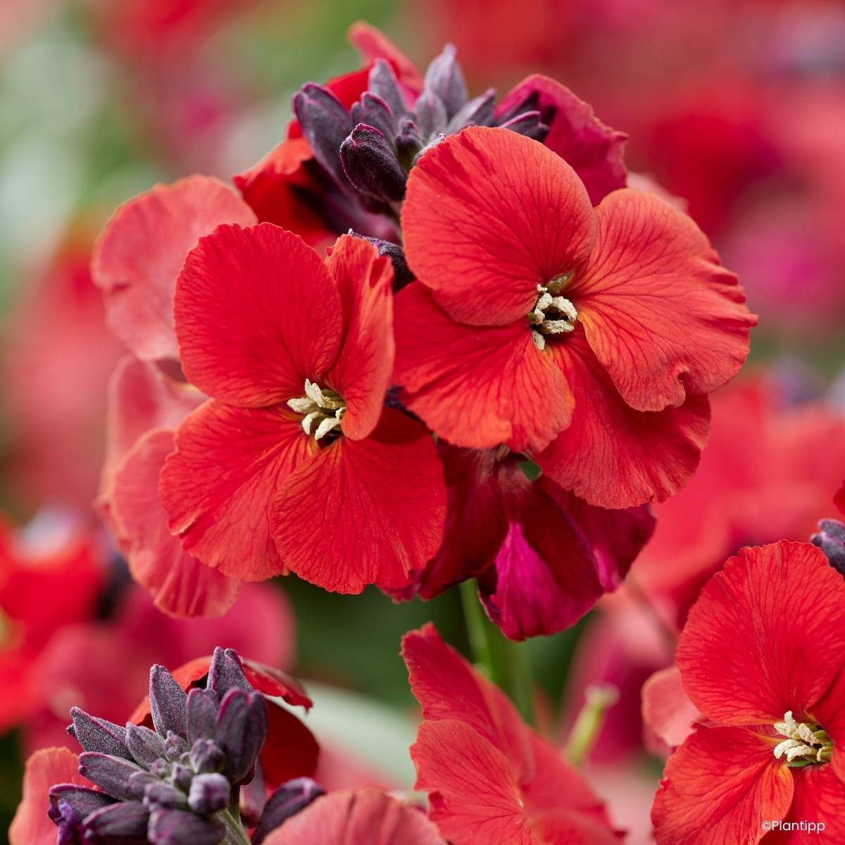 Giroflée vivace - Erysimum Colour Vibe Red Godet de 8/9 cm