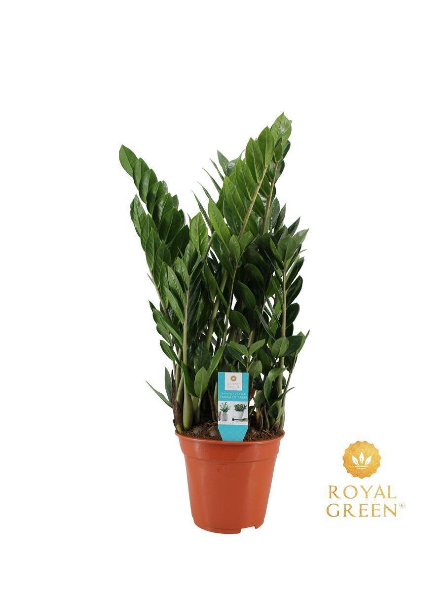 Zamioculcas 21cm - D21 H75cm