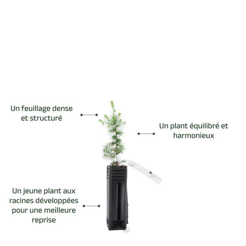 Cèdre de l'Atlas (Cedrus atlantica) - Godet - Taille 13/25cm - Pépinières Naudet - Image 3
