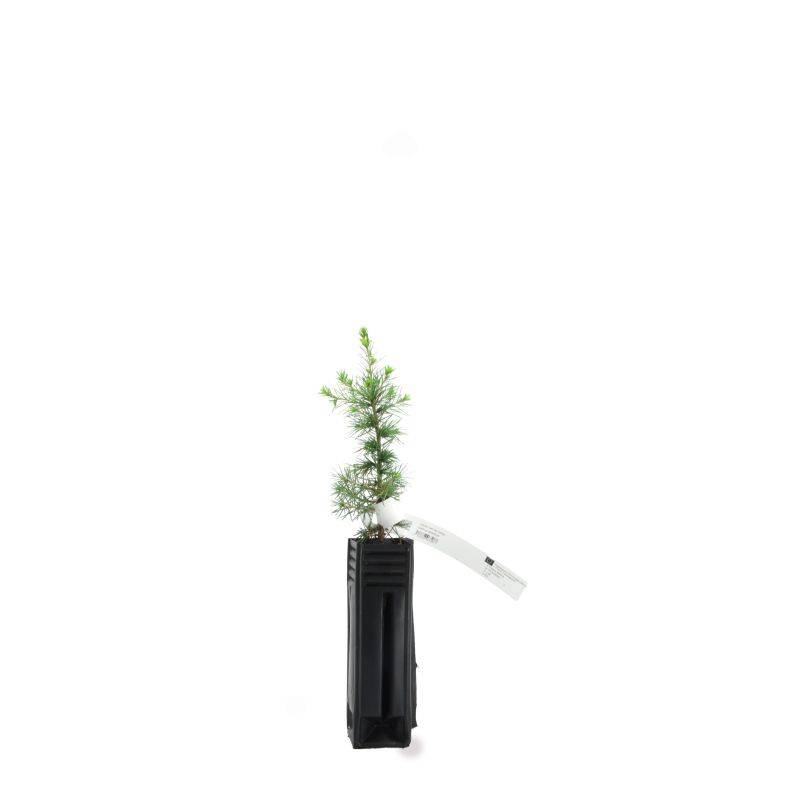 Cèdre de l'Atlas (Cedrus atlantica) - Godet - Taille 13/25cm - Pépinières Naudet - Image 2