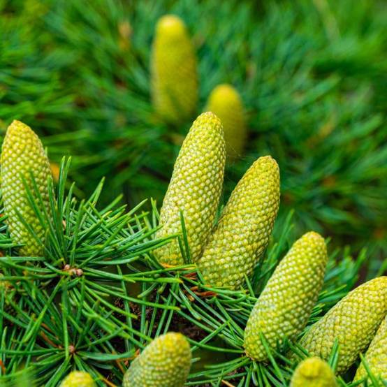 Cèdre de l'Atlas (Cedrus atlantica) - Godet - Taille 13/25cm - Pépinières Naudet - Image 1