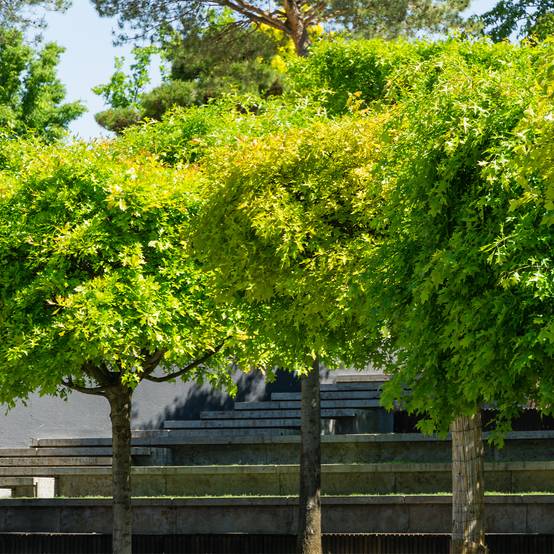 Promesse de Fleurs - Chêne des marais - Quercus palustris Green Dwarf Pot de 18L/20L, Tige de 150 cm - Image 1