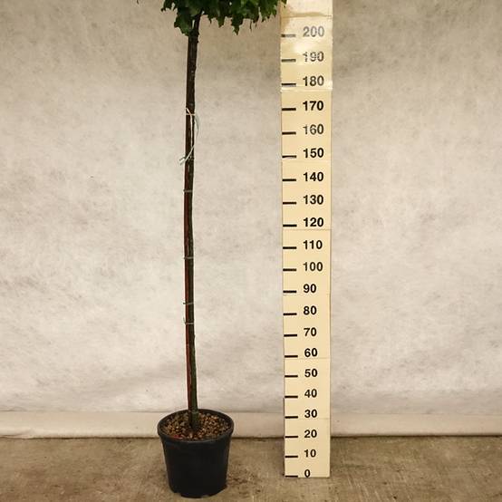 Promesse de Fleurs - Chêne des marais - Quercus palustris Green Dwarf Pot de 18L/20L, Tige de 150 cm - Image 2