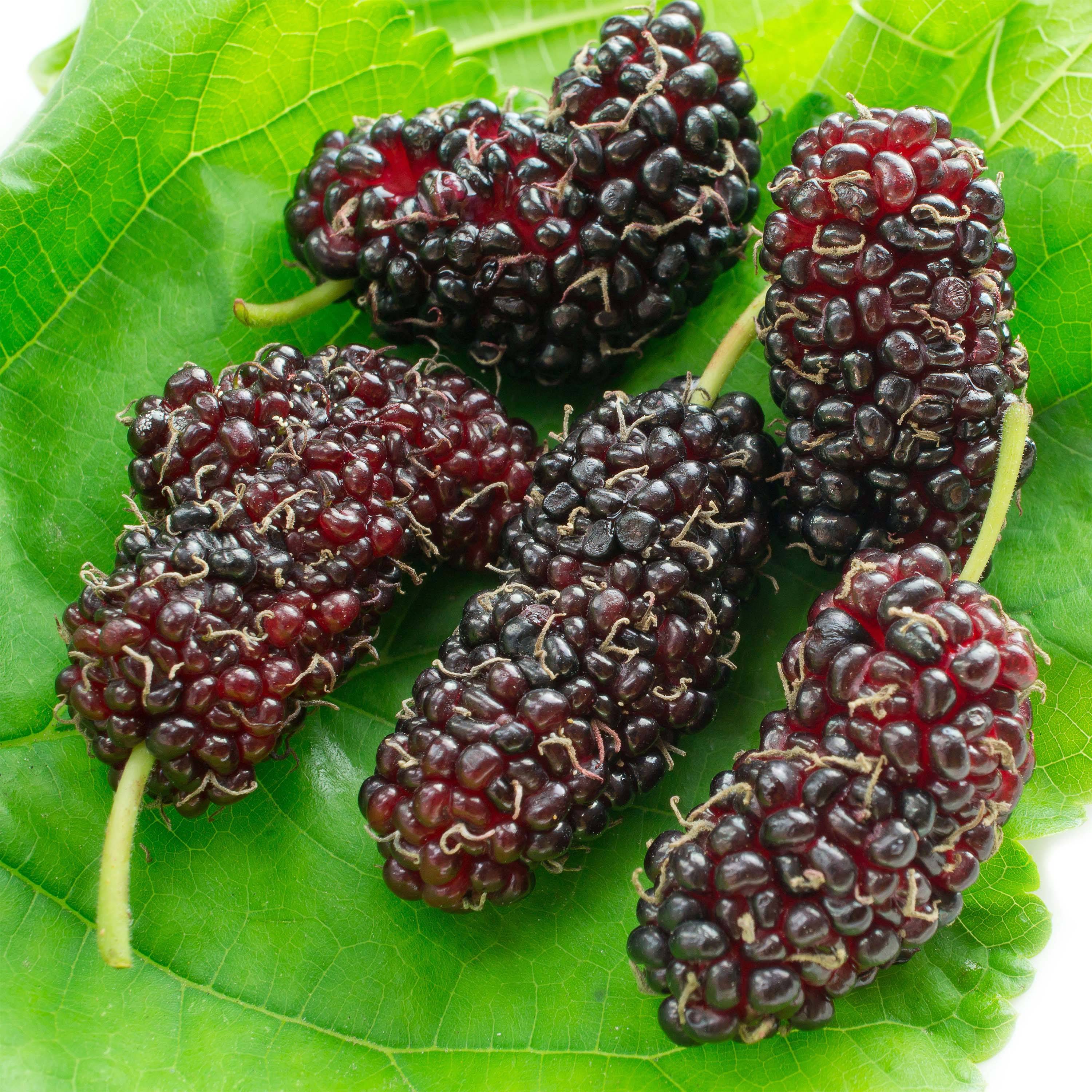 Promesse de Fleurs - Morus acidosa Mulle - Mûrier de Corée Pot de 3L/4L - Image 1