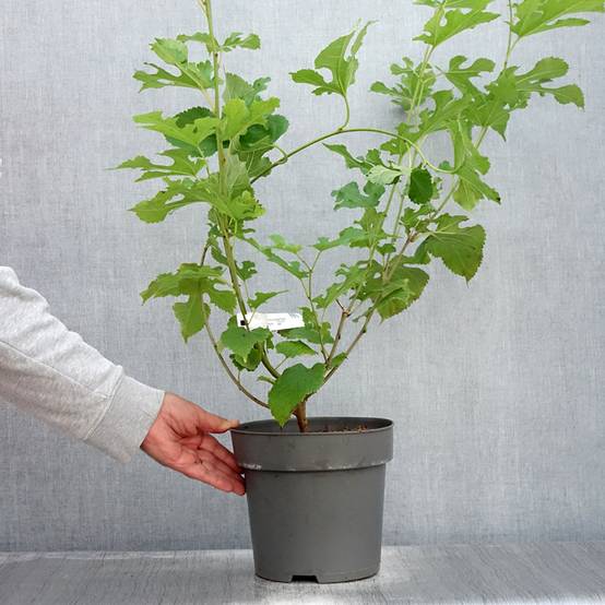 Promesse de Fleurs - Morus acidosa Mulle - Mûrier de Corée Pot de 3L/4L - Image 2