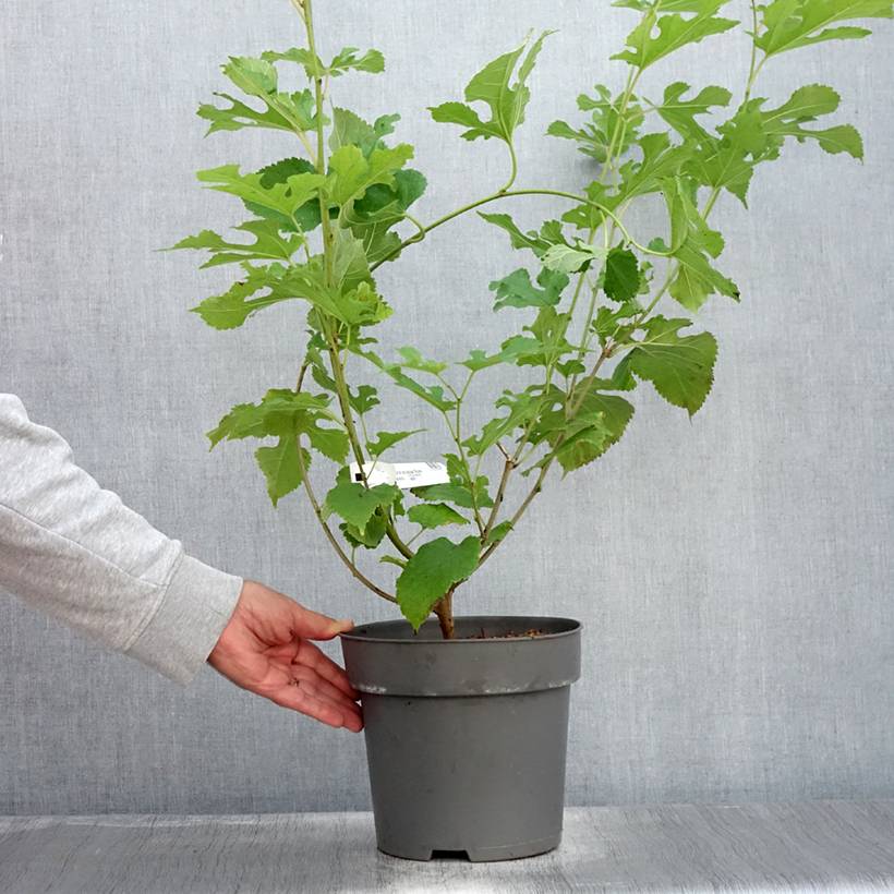 Promesse de Fleurs - Morus acidosa Mulle - Mûrier de Corée Pot de 3L/4L - Image 2