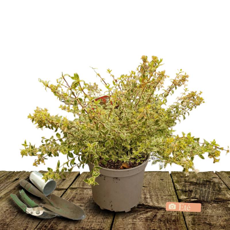 Abelia Tricolor Charm® 'Mincautri', Abélia à grandes fleurs à fleurs Blanche/ - feuillage Persistant - Pot de 7,5L - 40/60 cm - Image 3