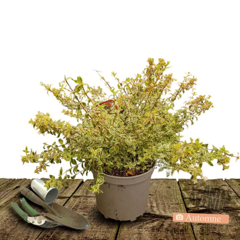 Abelia Tricolor Charm® 'Mincautri', Abélia à grandes fleurs à fleurs Blanche/ - feuillage Persistant - Pot de 7,5L - 40/60 cm - Image 2