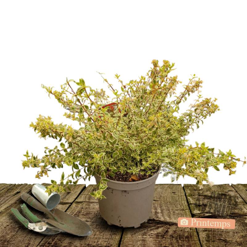 Abelia Tricolor Charm® 'Mincautri', Abélia à grandes fleurs à fleurs Blanche/ - feuillage Persistant - Pot de 7,5L - 40/60 cm - Image 5