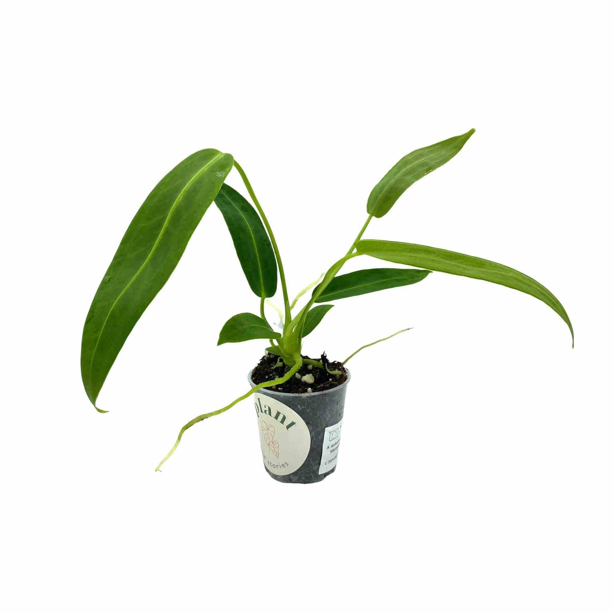 Anthurium Warocqueanum - Pot de 6cm - Plantes d'intérieur - Image 10