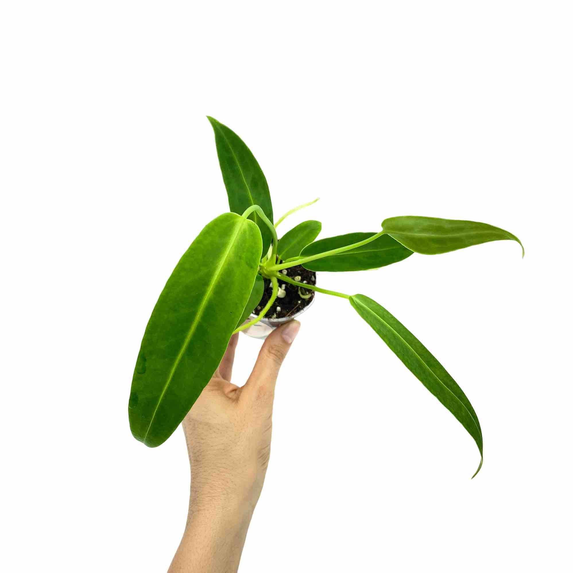 Anthurium Warocqueanum - Pot de 6cm - Plantes d'intérieur - Image 9