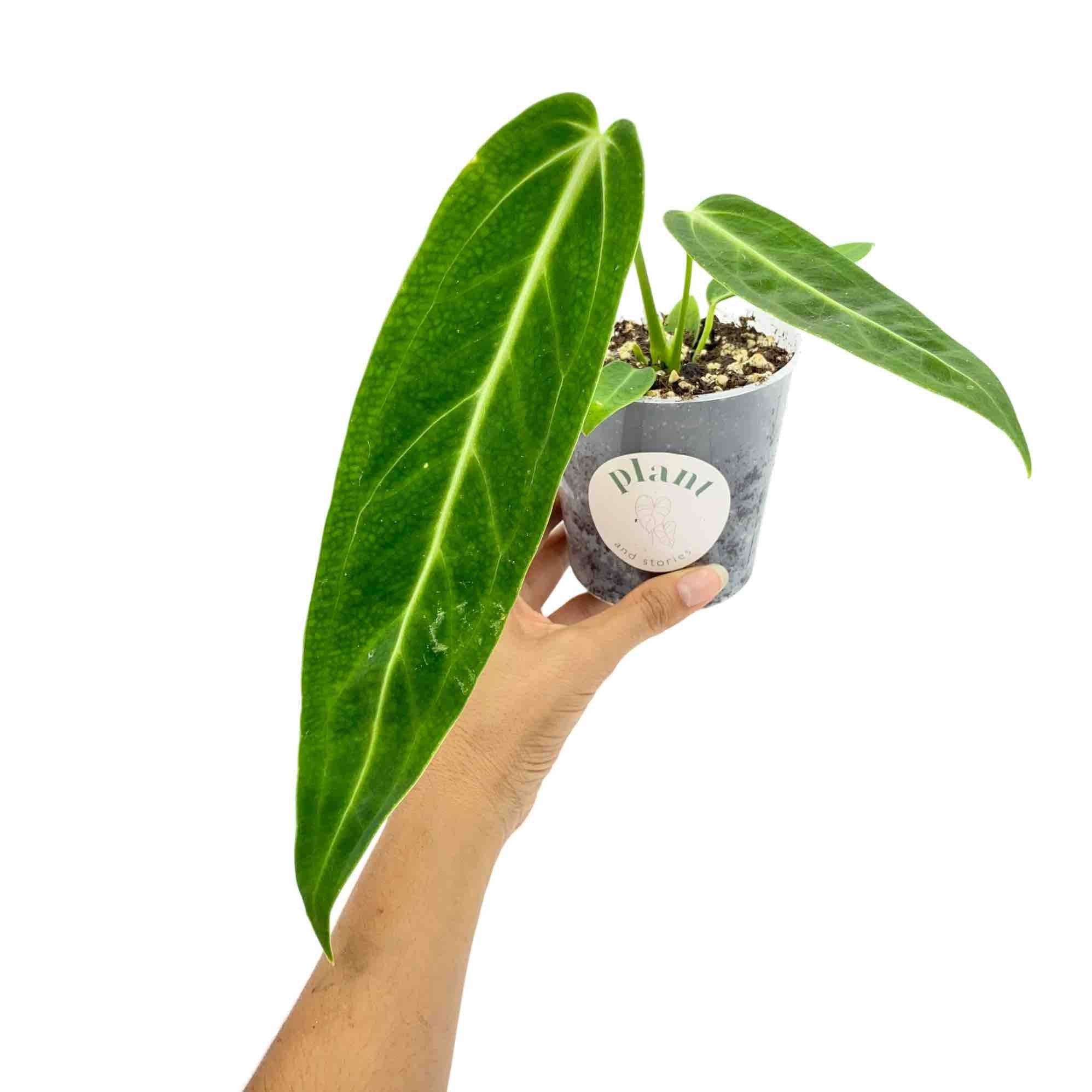 Anthurium Warocqueanum - Pot de 6cm - Plantes d'intérieur - Image 5