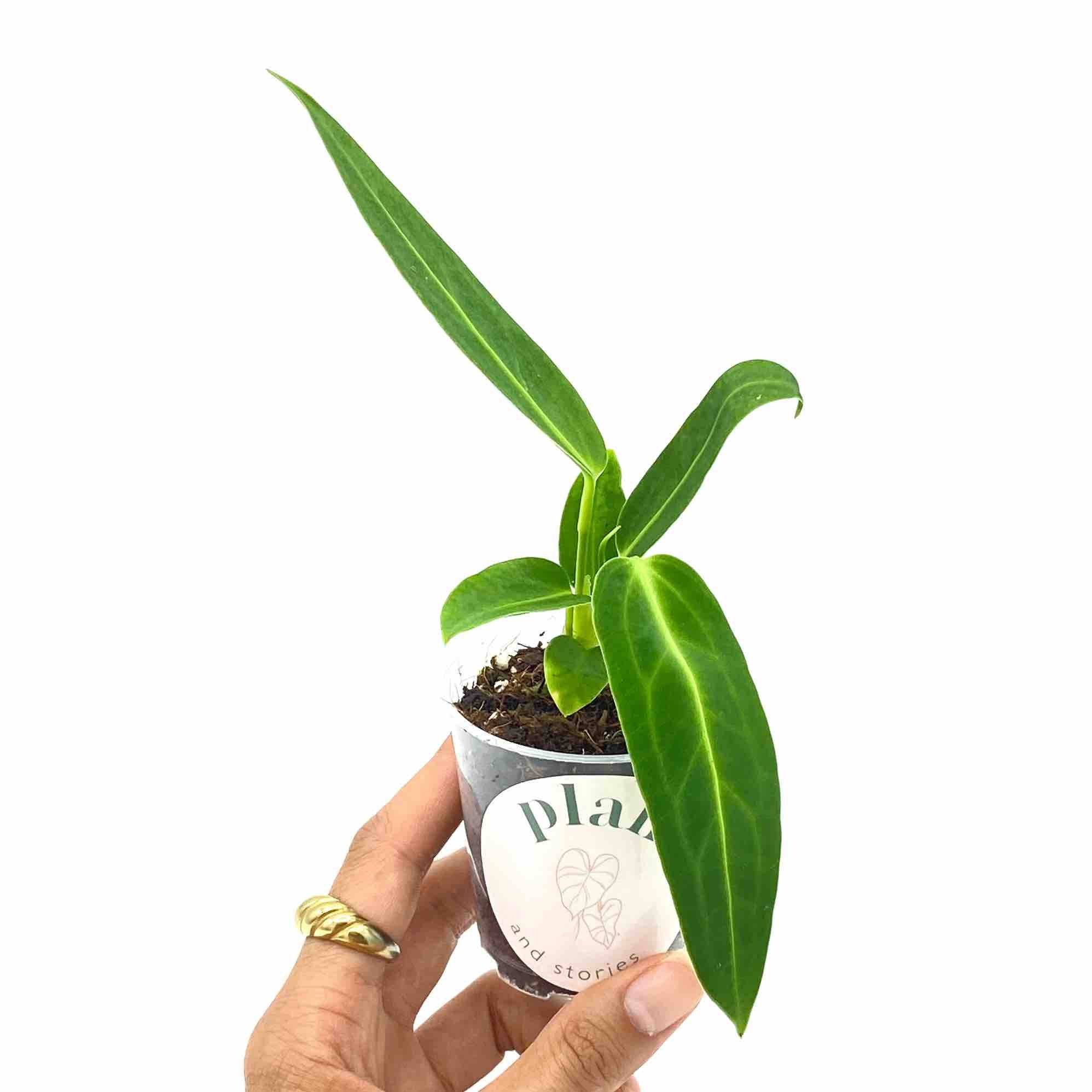 Anthurium Warocqueanum - Pot de 6cm - Plantes d'intérieur - Image 7