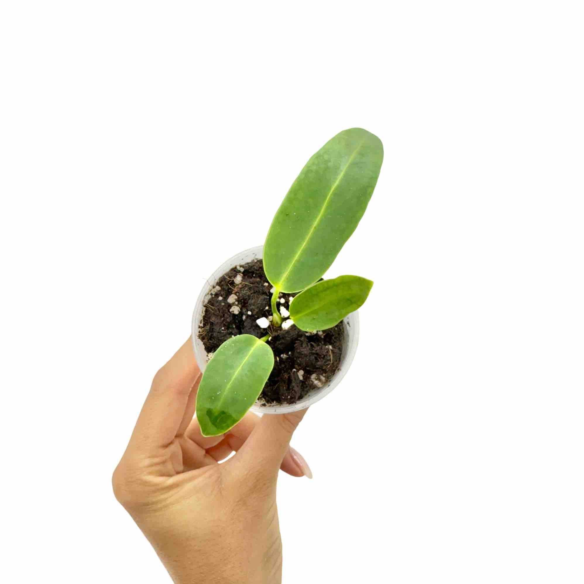Anthurium Warocqueanum - Pot de 6cm - Plantes d'intérieur - Image 1
