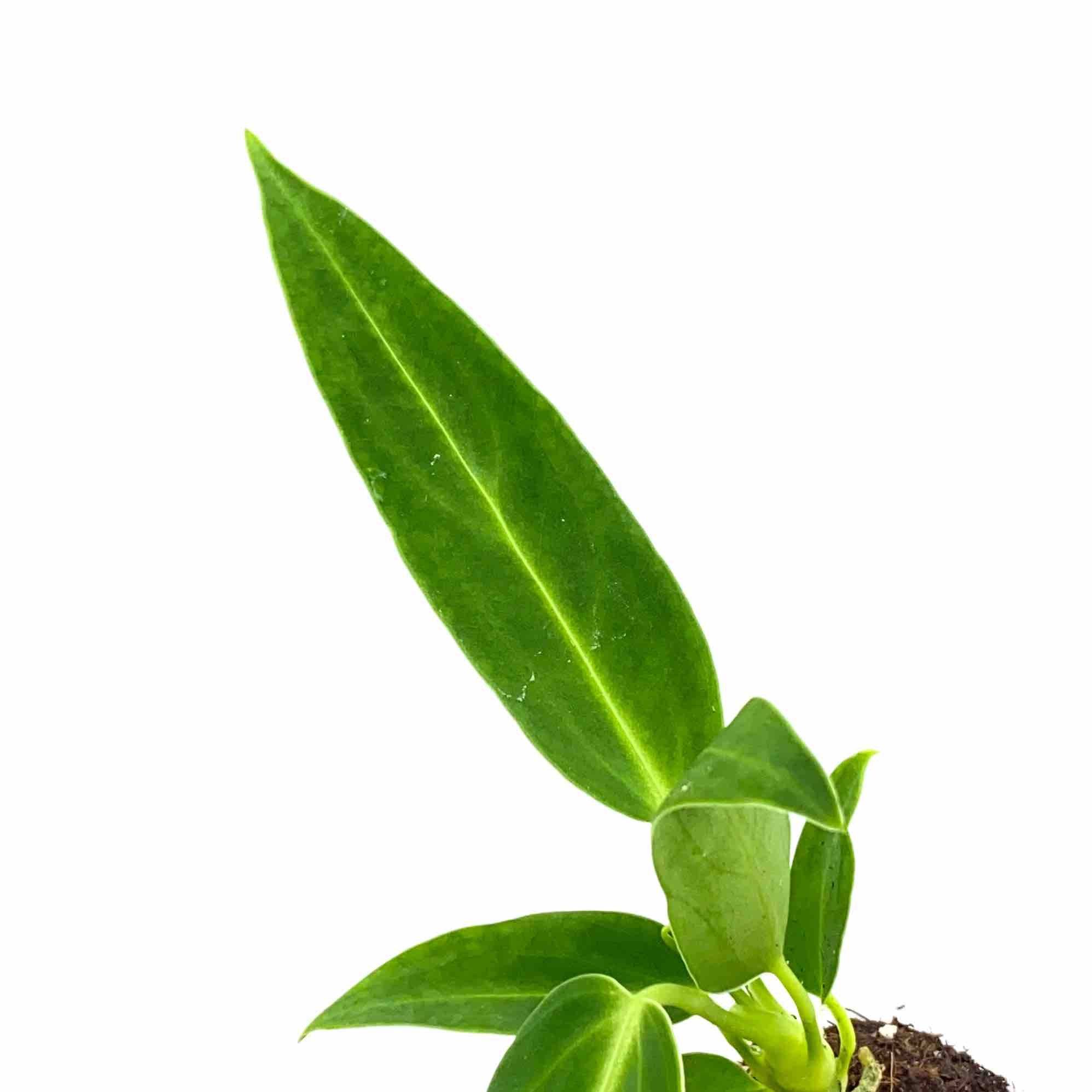 Anthurium Warocqueanum - Pot de 6cm - Plantes d'intérieur - Image 6