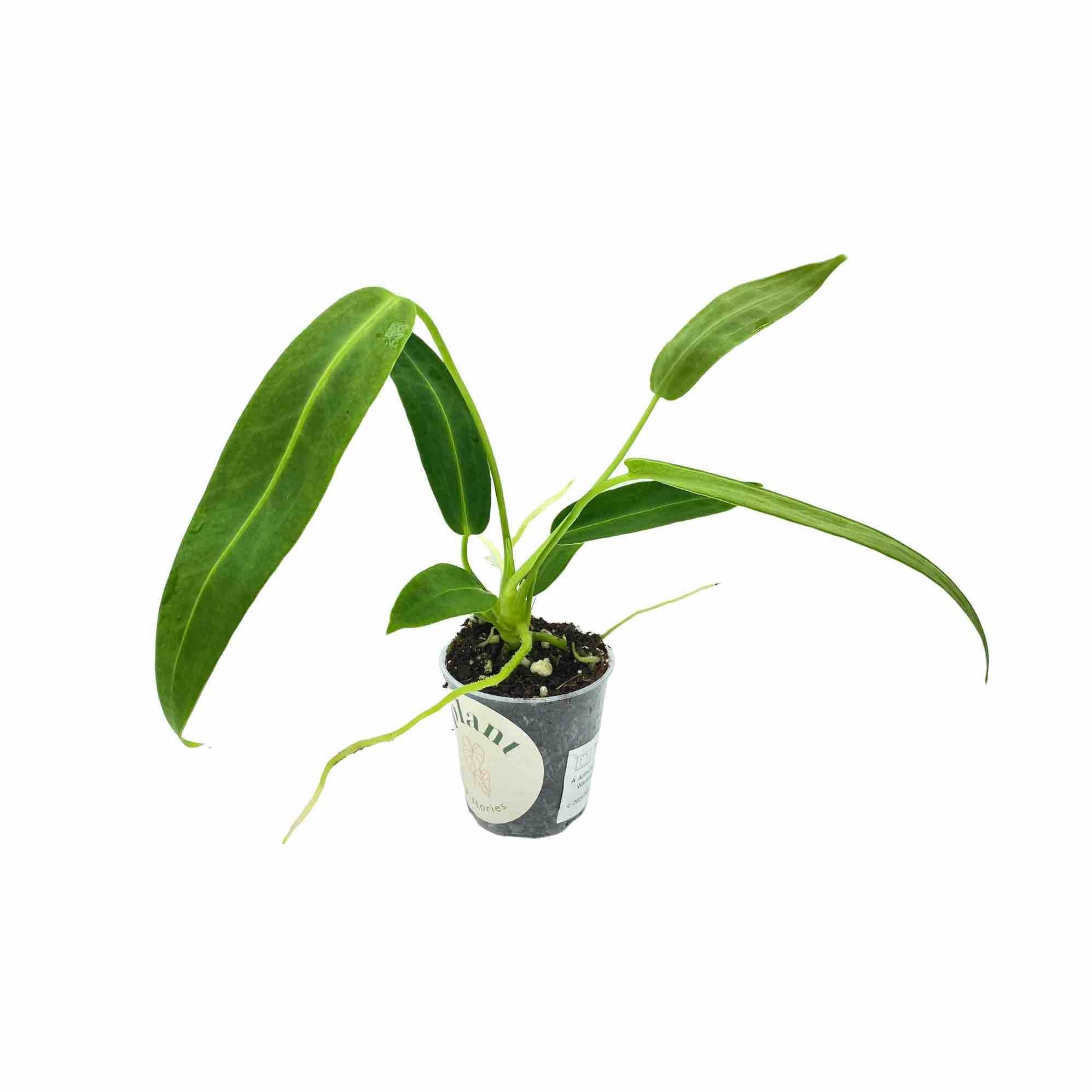 Anthurium Warocqueanum - Pot de 6cm - Plantes d'intérieur - Image 8