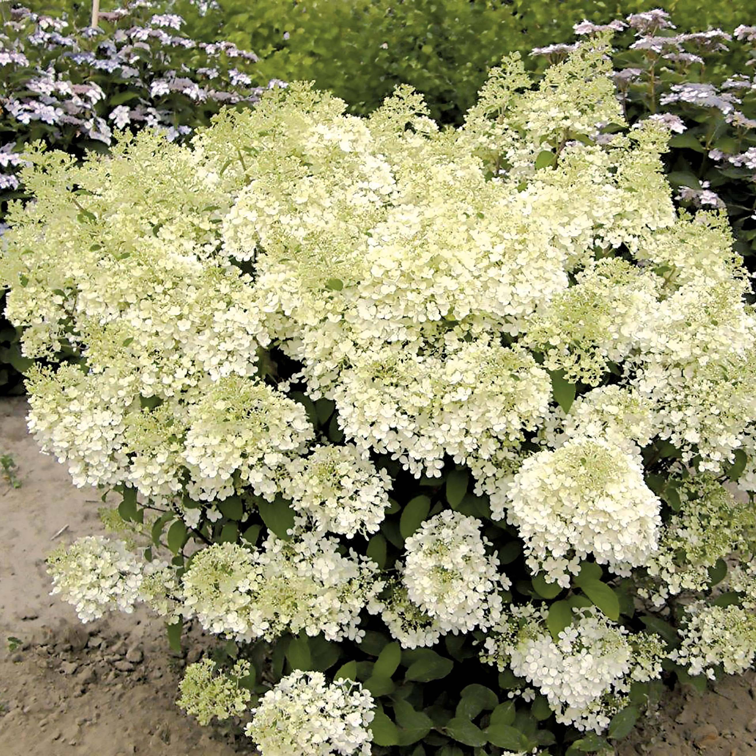 Hydrangea paniculata Bobo - Hortensia paniculé nain Pot de 3L/4L - Image 1