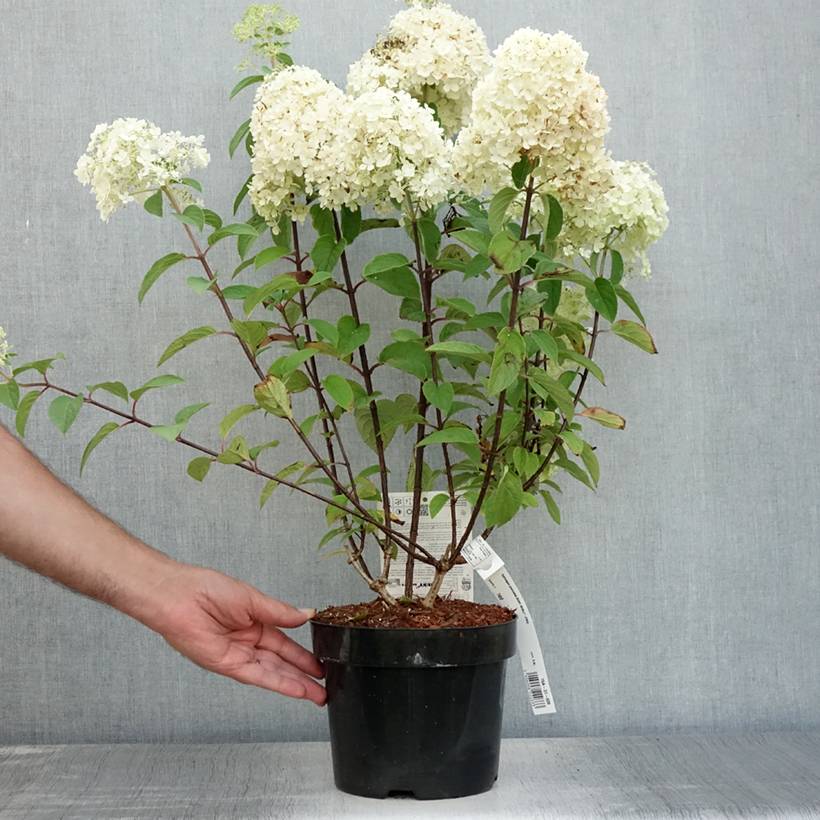 Hydrangea paniculata Bobo - Hortensia paniculé nain Pot de 3L/4L - Image 2