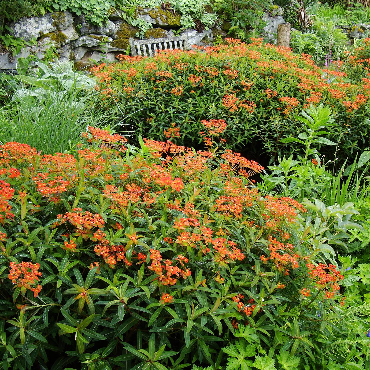 Promesse de Fleurs - Euphorbia griffithii Dixter - Euphorbe de Griffith Godet de 8/9 cm