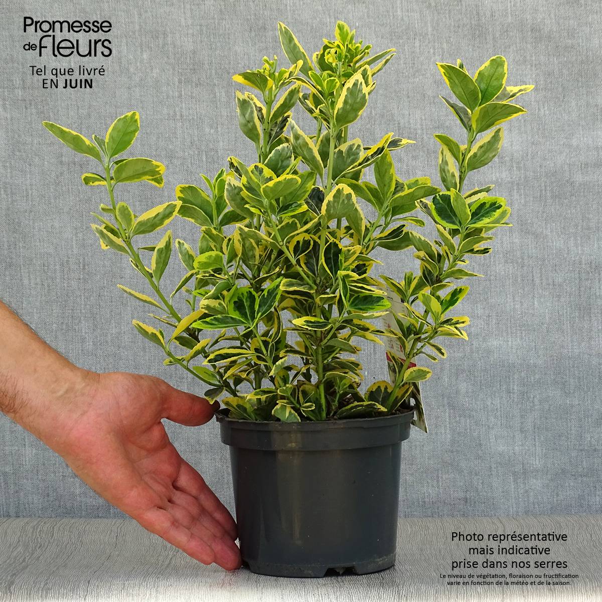 Euonymus japonicus Ovatus Aureus (Marieke) - Fusain du Japon Pot de 2L/3L - Image 2