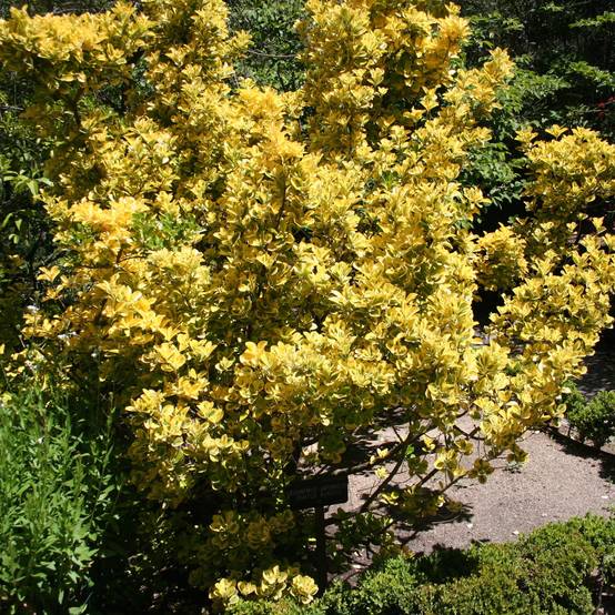 Euonymus japonicus Ovatus Aureus (Marieke) - Fusain du Japon Pot de 2L/3L - Image 1