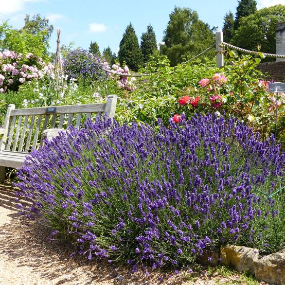 Lavande vraie - Lavandula angustifolia Hidcote Pot de 1,5L/2L