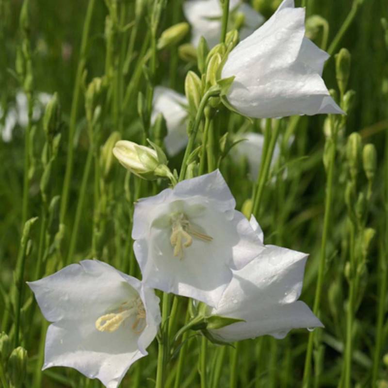Campanule à feuilles de pêcher blanche à fleurs Bleue - feuillage Caduc - Godet - 5/20 cm-  hauteur à maturité De 0,50 m à 1,00 m