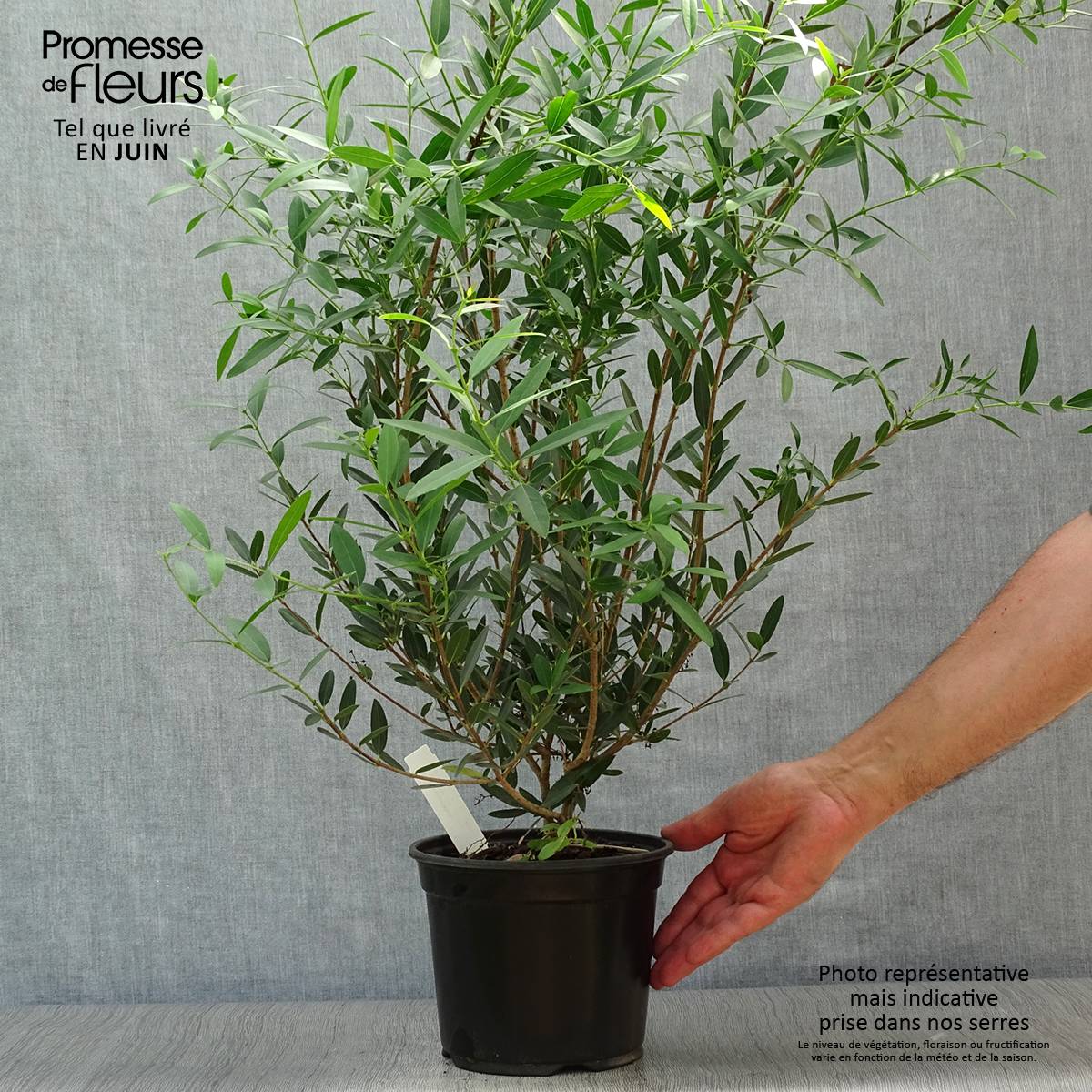 Promesse de Fleurs - Phillyrea angustifolia - Filaire à feuilles étroites Pot de 2L/3L - Image 2