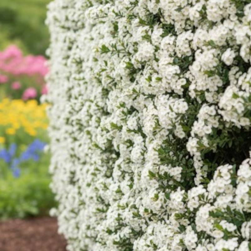 Buisson ardent Soleil d'Or, Pyracantha à fleurs Blanche - feuillage Persistant - Godet - 5/20 cm-  hauteur à maturité De 1,50 m à 2,00 m - Image 9