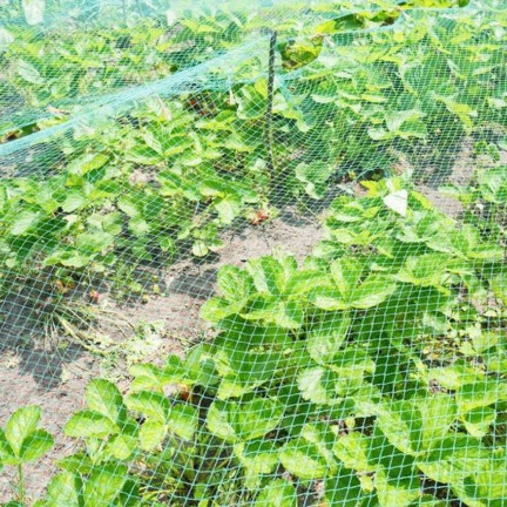 Filet de protection pour plantes et cultures 4 x 10 Vert - Image 4