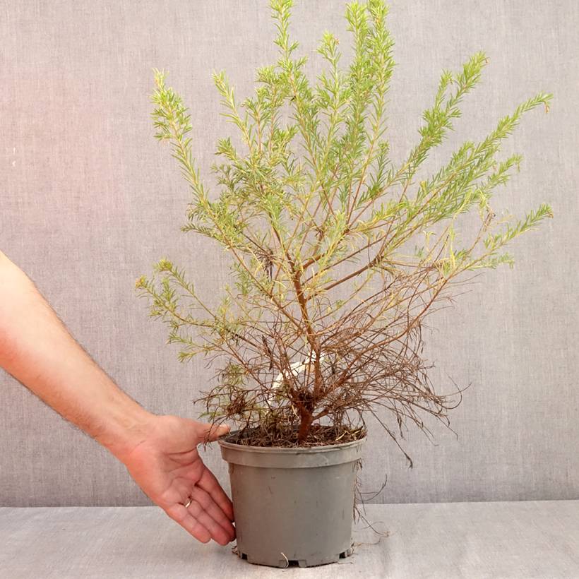 Promesse de Fleurs - Grevillea rosmarinifolia Rosa Jenkinsii Pot de 3L/4L - Image 2