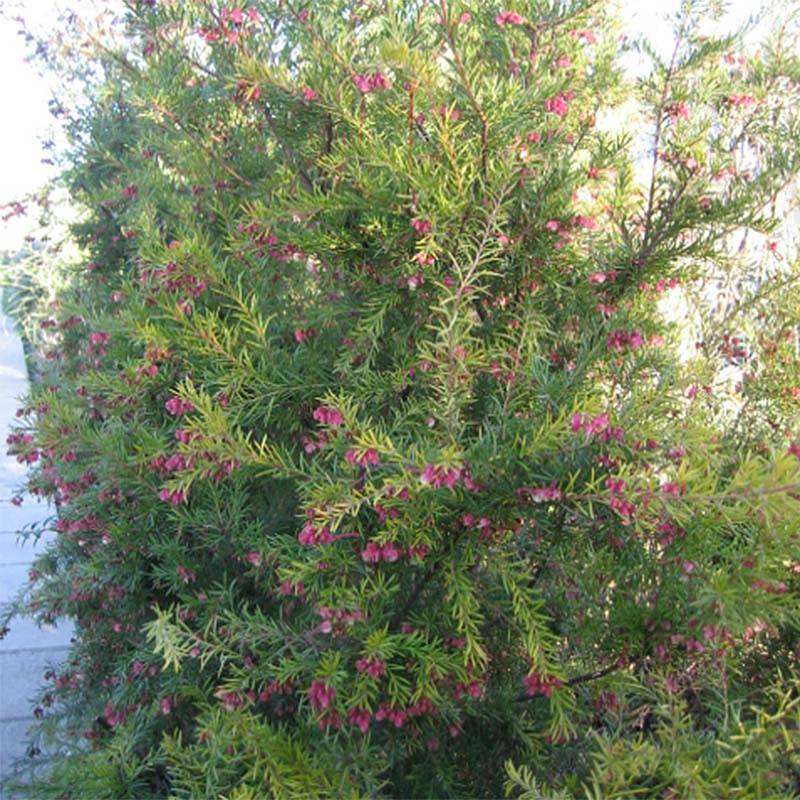 Promesse de Fleurs - Grevillea rosmarinifolia Rosa Jenkinsii Pot de 3L/4L - Image 1