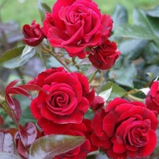 Rosier grimpant Le Grand Huit Pot de 4L/5L