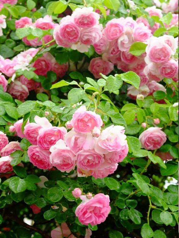 Rosier grimpant Climbing Max Jasmina Pot de 3L/4L