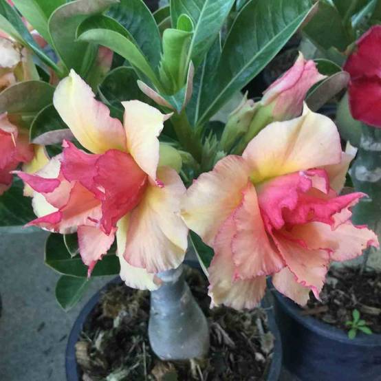 Sans Marque - Adenium obesum cv.Sherbet - Caudex d'environ 300g 20/25cm - Image 1