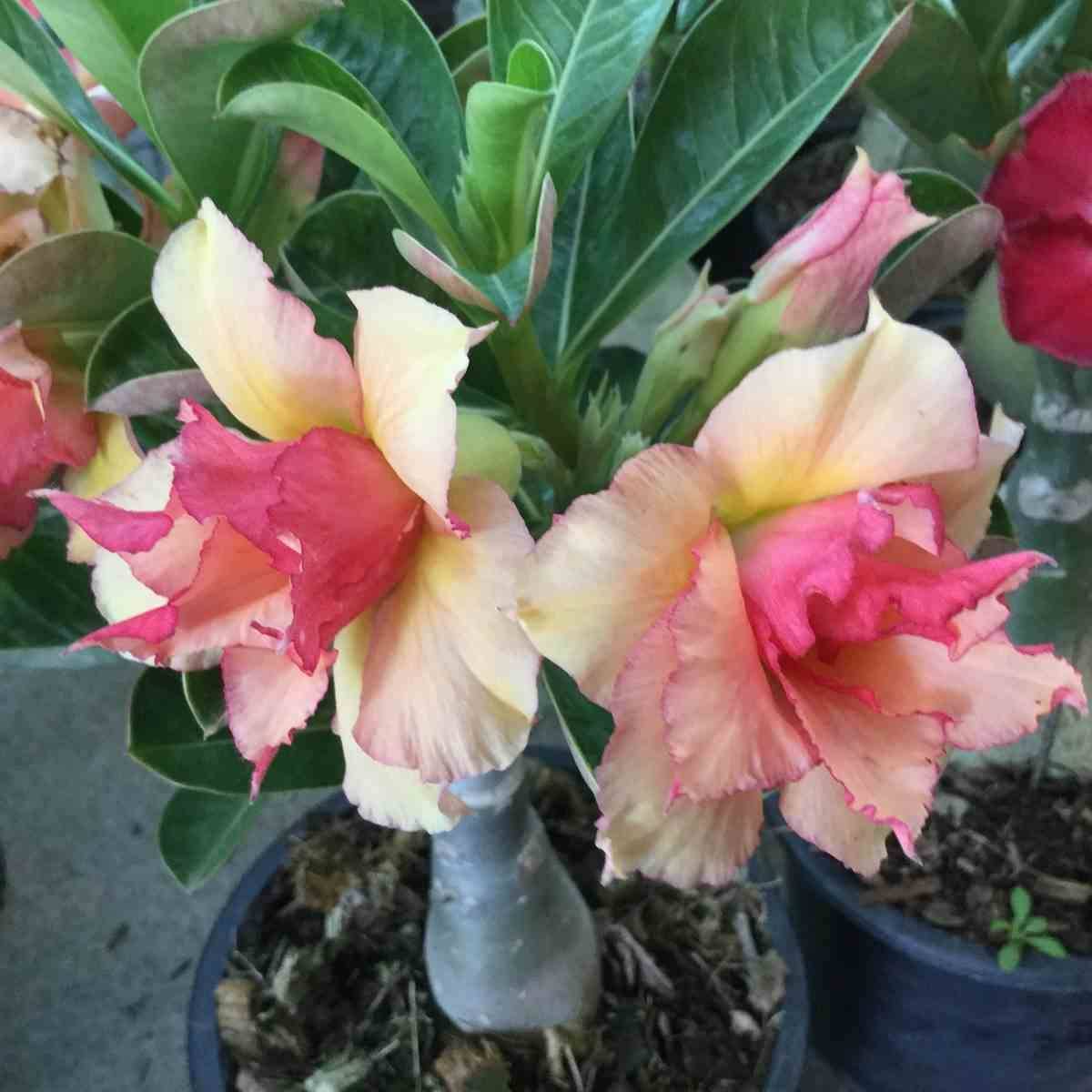 Sans Marque - Adenium obesum cv.Sherbet  - Caudex d'environ 300g 20/25cm