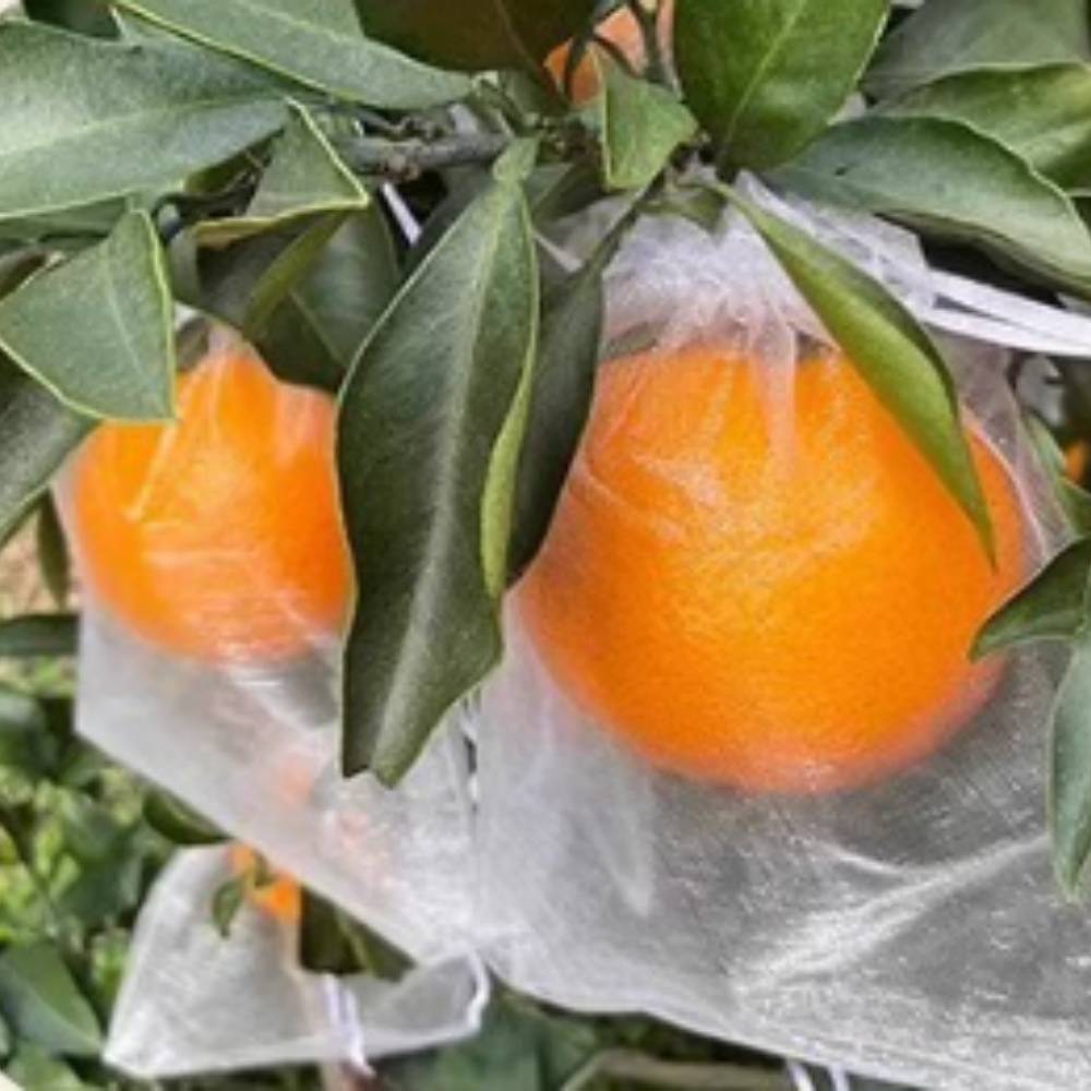 25 sacs en nylon blanc anti-oiseaux et anti-insectes 23x30 cm pour divers fruits MCBOSON - Image 4