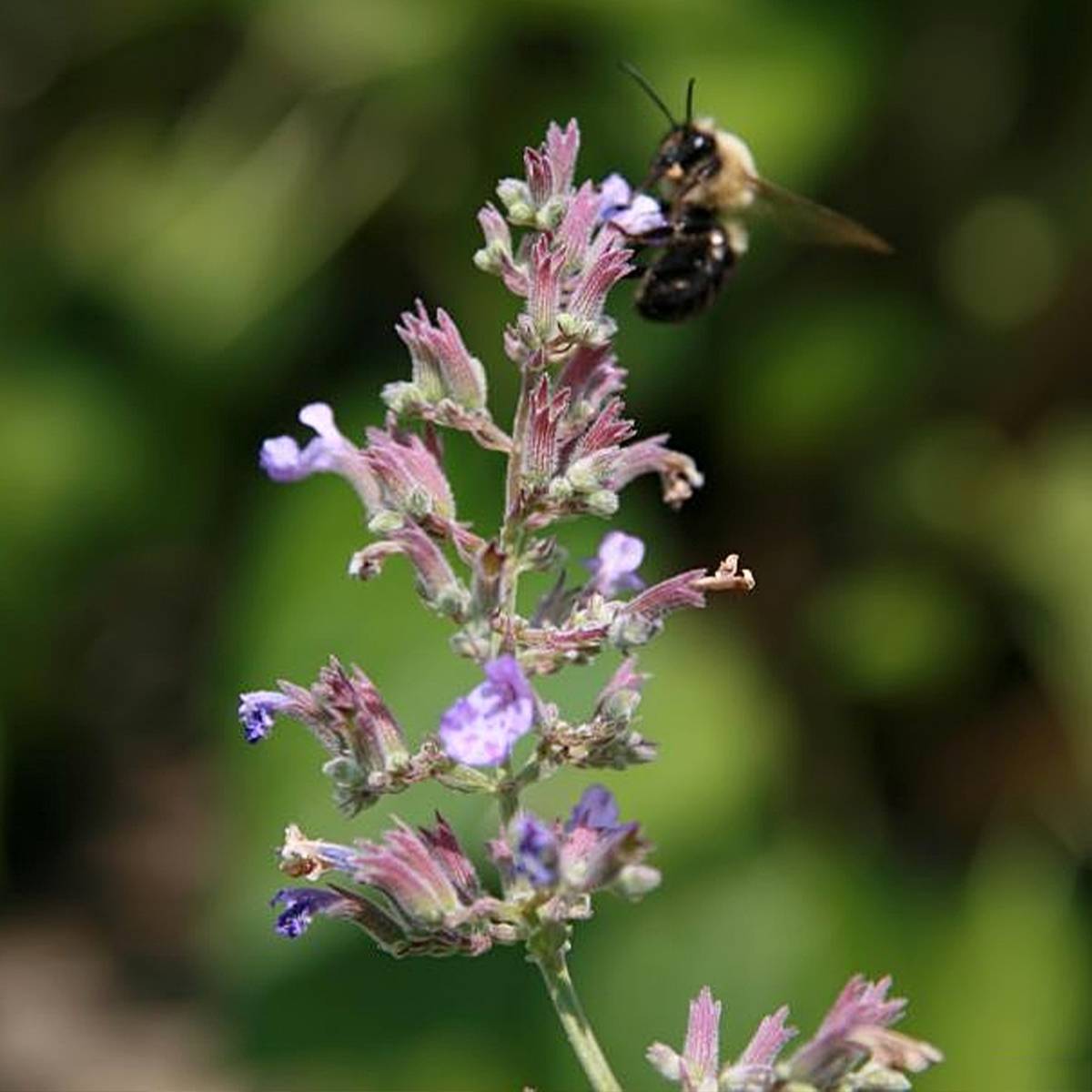 Promesse de Fleurs - Nepeta x faassenii Dropmore Godet de 8/9 cm