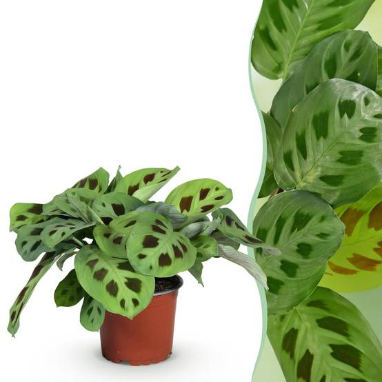 Maranta Fascinator Kerchoveana - Image 2