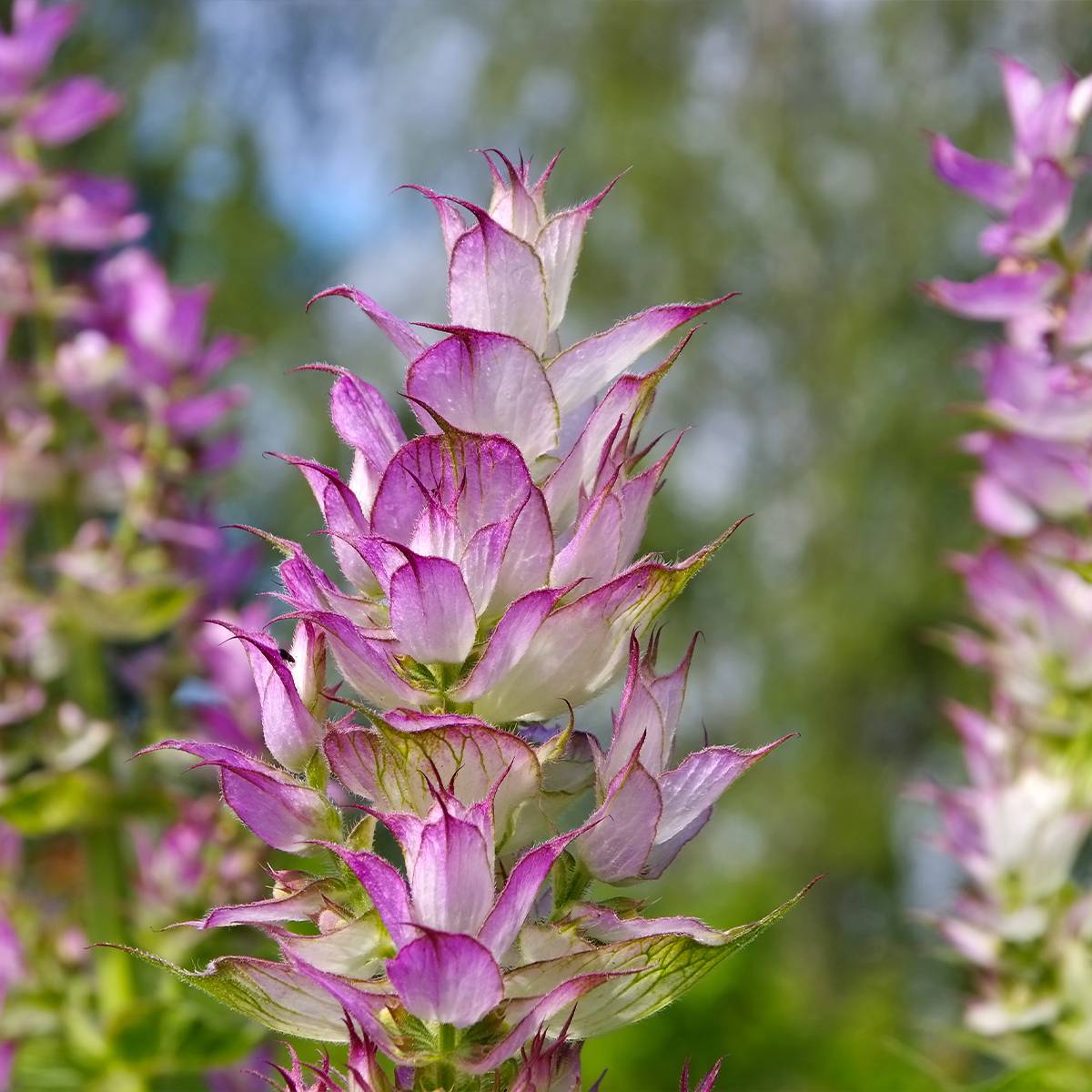 Sauge sclarée - Salvia sclarea Godet de 8/9 cm