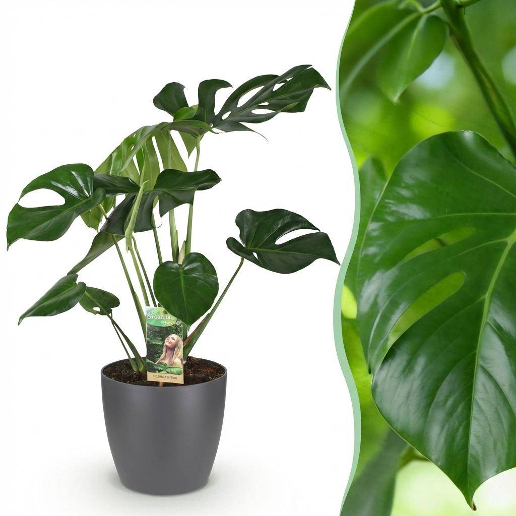 Monstera Deliciosa - Pot de 21cm - Gris - Plantes d'intérieur - Image 1