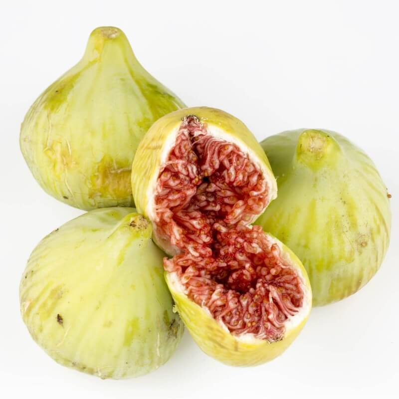 Figuier carica 'Goutte d'Or' (Ficus carica 'Goutte d'or') - Godet - Taille 13/25cm - Pépinières Naudet - Image 2